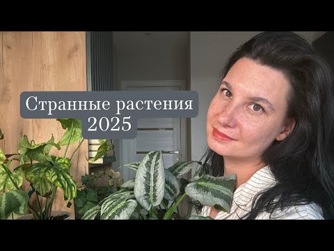 Видео: Странные растения под вопросиком: шизматоглотисы, апобалис, церцестис, монстера перу