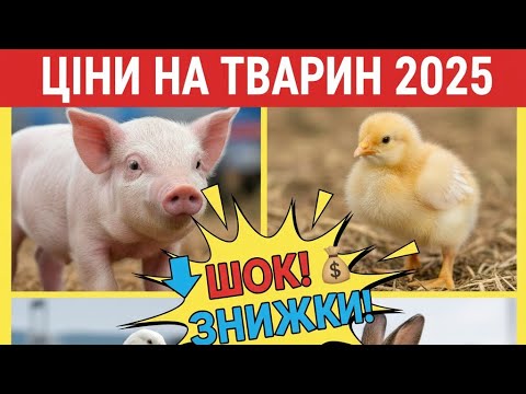 Видео: Файний ринок Тварин!