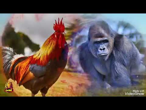 Видео: Savolu javob ~89~ Ҳоҷи Мирзо