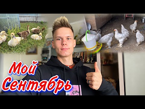 Видео: Осень подкралась в ДЕРЕВНЮ / Новости Хозяйства | Цыплята Брама, Мускусные утки тяжелой линии