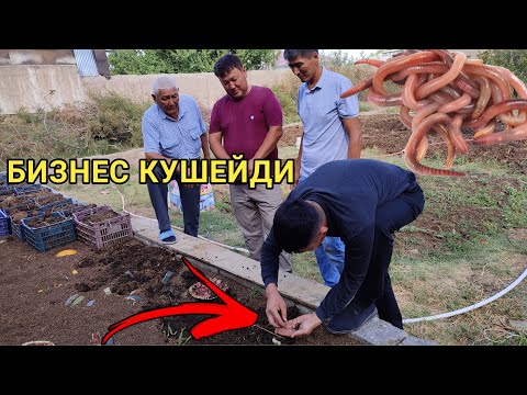 Видео: ХОЖЕЛИДЕ КУРТ БИЗНЕСИ КУШЕЙДИ