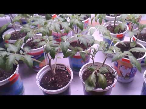 Видео: Домати отгледани необичайно 3-та част