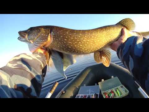 Видео: ШОК!!! ОГРОМНАЯ ЩУКА ПОЙМАНА!!! г.Костанай о.Кайбагор, Трофейная щука