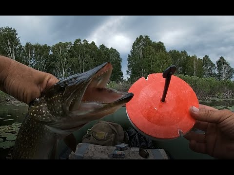 Видео: Ловля ЩУКИ на кружки. Супер СНАСТЬ!!! Щука МОНСТР рвет леску! Рыбалка на кружки!  Мой первый опыт.