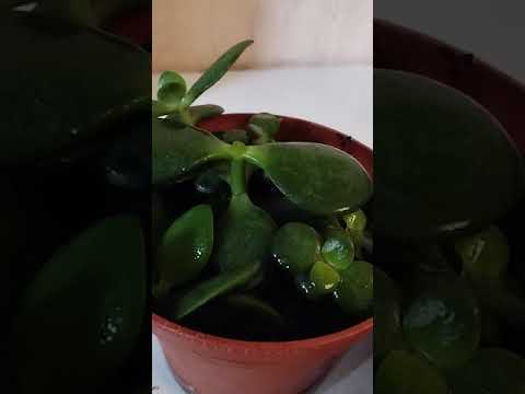 Видео: Денежное дерево (толстянка, доллар гули)ни купайтириши ва парвариши