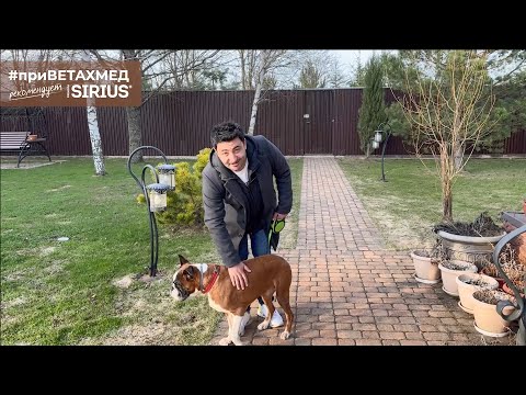 Видео: Секреты породы. Немецкий боксёр // #приВЕТАХМЕД