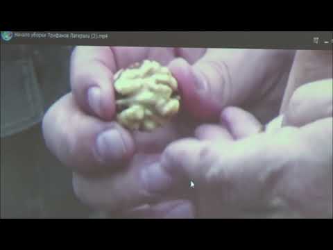 Видео: Питание ореха. Урок четвёртый. Часть II. Февраль 2020