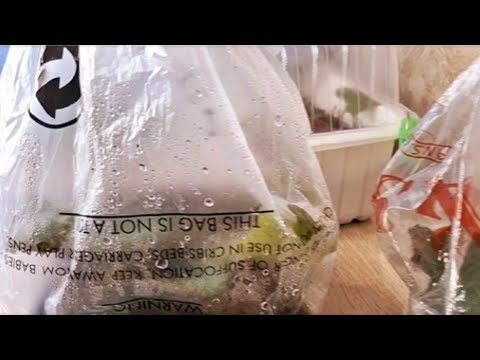 Видео: Результат черенкования клубневой бегонии Часть 2