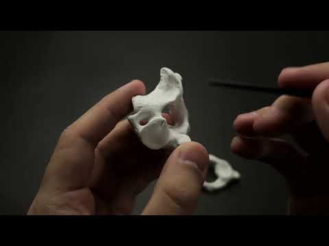 Видео: Екінші мойын омыртқасы