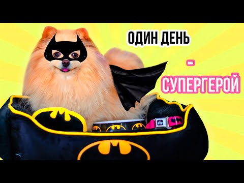 Видео: ОДИН ДЕНЬ ЖИВУ КАК СУПЕРГЕРОЙ | КОТИК И ПЁСИК СУПЕРГЕРОИ