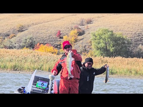 Видео: Рыбалка осеннего судака на Дону