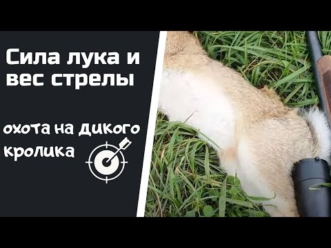 Видео: Про силу лука и вес стрелы | Охота на дикого кролика