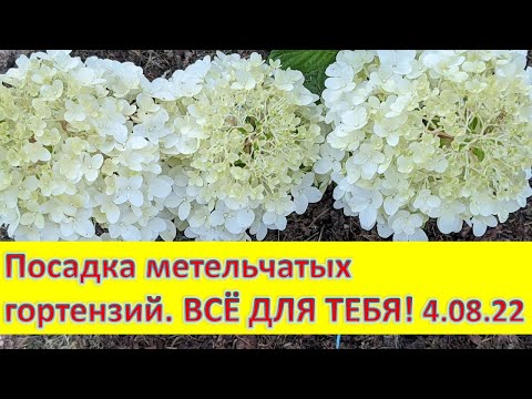Видео: Посадка метельчатой гортензии 4 августа. ГЕРКУЛЕС И ДИАМАНТИНО сажаю в СУПЕР заправленную яму!