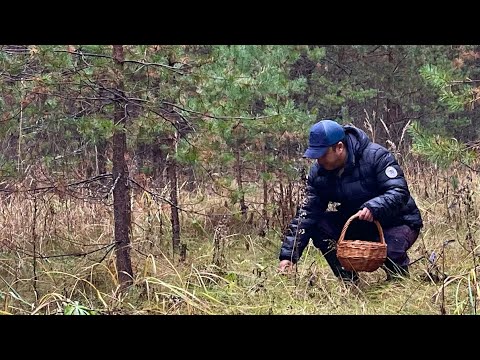 Видео: ГРИБЫ ПОШЛИ В КОНЦЕ ОКТЯБРЯ! Грибы 2024