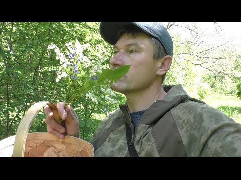 Видео: УШЁЛ В ЛЕС ЗА ГРИБАМИ! Грибы природа и лес!