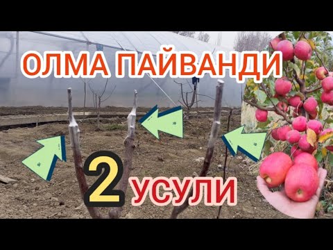 Видео: ОЛМА ПАЙВАНДИ. 2024.10.МАРТ