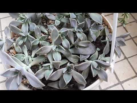 Видео: Граптопеталум парагвайский  размножение, уход, содержание