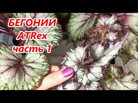 Видео: МОЯ селекция 🌺 БЕГОНИЙ ATRex ✅ Часть 1