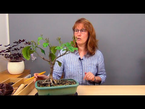 Видео: Бонсай из лимона (ч.4).