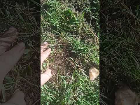 Видео: @ZmejGorianin представя успешно премахване на гъби, листа и самодивски кръгове в райграса.