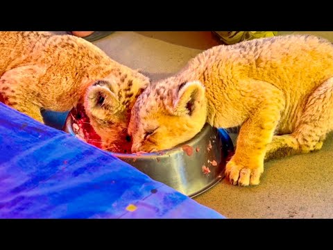 Видео: Милейшее видео, о том, как львята-карапузы ЕДЯТ С ОДНОЙ МИСКИ! 