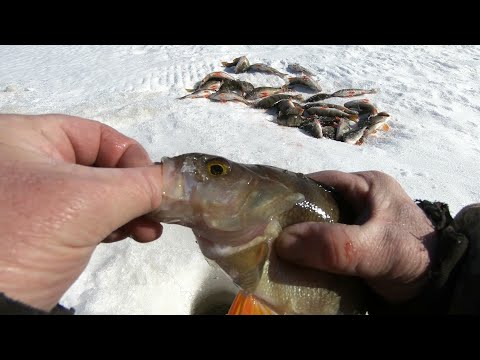 Видео: ПЕРВЫЙ РАЗ НА ОЗЕРЕ С ГОРБАЧАМИ, ЛЮБИМАЯ УРАЛОЧКА ОТРАБОТАЛА 💯! ЗИМНЯЯ РЫБАЛКА ВЕСНОЙ НА ЯМАЛЕ!