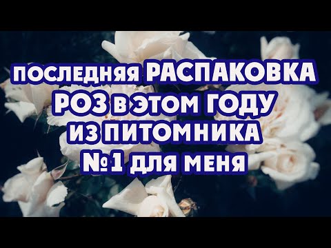 Видео: Последняя распаковка посылок с розами в этом году. Мой фаворит среди питомников.