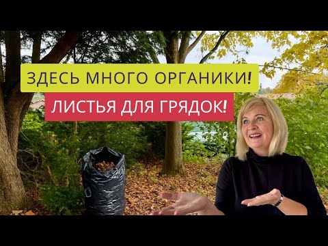 Видео: ПРИШЛО ВРЕМЯ!!!☝️🎉ПОХОД ЗА ОРГАНИКОЙ!🍁☘️НАЧИНАЮ В ОКТЯБРЕ УЛУЧШАТЬ ПОЧВУ!💯%ПРИРОДНОЕ ЗЕМЛЕДЕЛИЕ🔥❤️