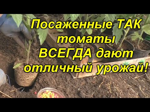 Видео: Высадка томатов - легко, просто и урожайно!!! Что положить в лунку при посадке томатов.