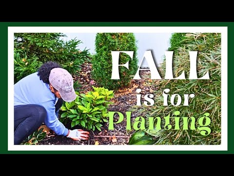 Видео: Высаживаем 8 новых кустарников! 🌿 Осень — лучшее время для посадки и уборки сада