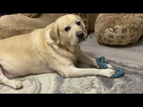 Видео: Что это за доброе утро? 🥹 Самая любимая рыбка