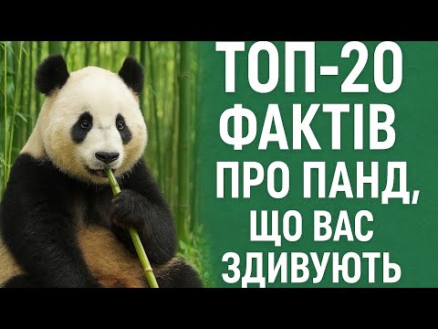 Видео: ТОП 20 ФАКТІВ ПРО ПАНД, ЩО ВАС ЗДИВУЮТЬ 😱🐼