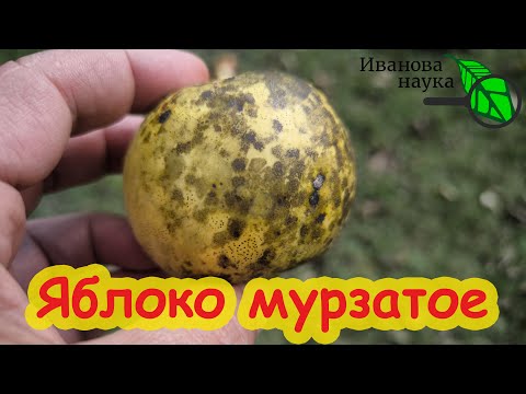 Видео: ПОЧЕМУ ЯБЛОКИ РАСТУТ МУРЗАТЫЕ? Сажистый грибок, мухосед и черная пятнистость - убираем сразу всех.