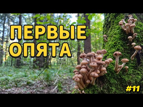 Видео: СБОР первых ОПЯТ в конце августа. Встретил КРАСНОКНИЖНЫЕ ГРИБЫ. Разведка новых грибных мест #11