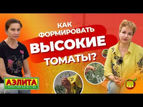 Видео: ПАСЫНКОВАНИЕ ТОМАТОВ. Как формировать высокорослые томаты?