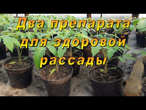 Видео: Два проверенных препарата для здоровой рассады.