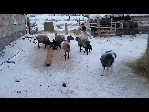Видео: Ауыл туралы әңгіме.Үйдегі малдарға таңертеңгілік шолу.