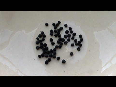 Видео: Сею семена лука черемши на рассаду