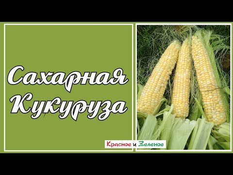 Видео: Сладкая кукуруза. Летние подкормки, формировка, опыление