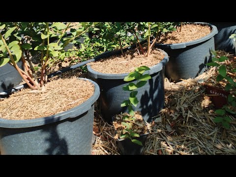 Видео: Голубика,итоги сезона🫐