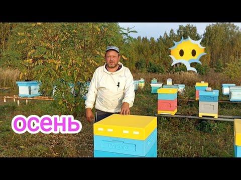 Видео: Сентябрь на пасеке, зимовка пчёл близко. Пчеловодство!