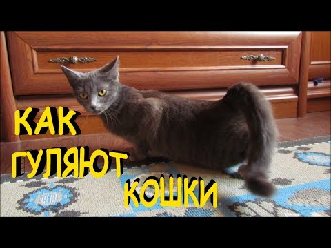 Видео: Как гуляют кошки когда у них течка, и что делать...