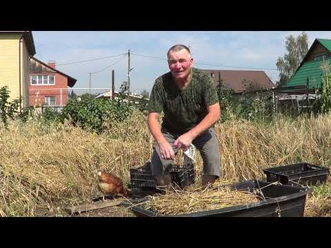 Видео: Овёс для коз. Сам посеял.