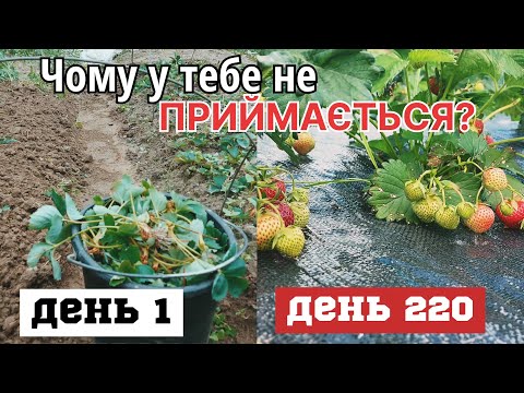 Видео: Від ПАГОНА  до КУЩА/Як треба САДИТИ ПРАВИЛЬНО розсаду полуниці?