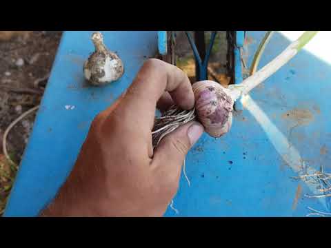 Видео: Станок для обрізання часника