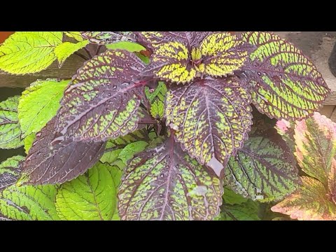 Видео: Лето 2025 (11 часть)