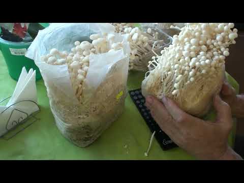 Видео: Эноки сбор урожая