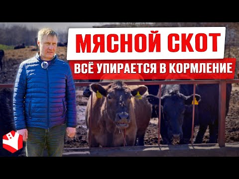 Видео: Разведение ангусов | Обзор хозяйства | Мясное скотоводство