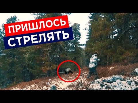 Видео: Неожиданная встреча с медведем на охоте