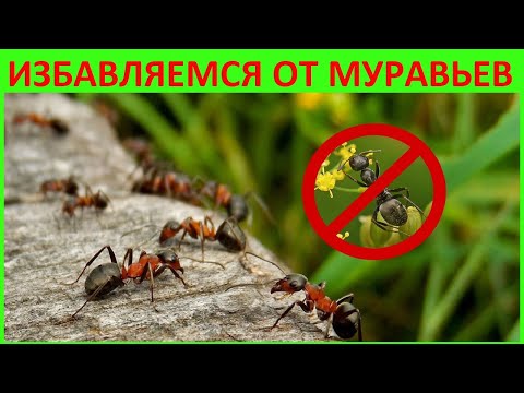 Видео: ✅КАК ИЗБАВИТЬСЯ ОТ МУРАВЬЕВ НА САДОВОМ УЧАСТКЕ #как_избавиться_от_муравьев #муравьи #экзотика_цветов